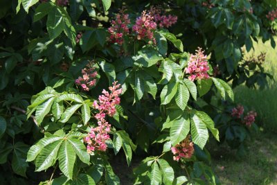 Aesculus x carnea - jírovec pleťový - květenství a listy